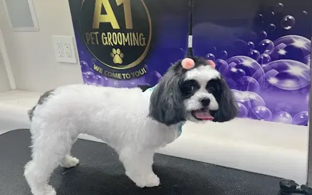 A1 Pet Grooming in West Miami, FL