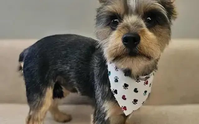 The Pampered Pup in Coon Rapids, MN