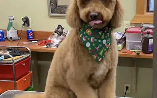 Dannon’s grooming salon in Merrillville, IN