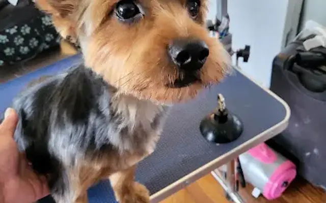 groomingwithmysspretty in Nottingham, MD
