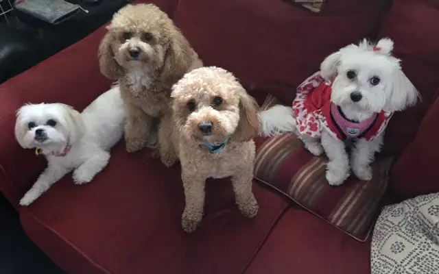 Your Puppy, My Pad in Wesley Chapel, FL
