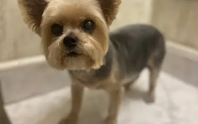 Jackie’s Pet Grooming Of Castle Hayne in Wilmington, NC