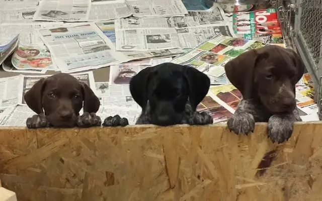 Spring Valley Kennel in Blue Mounds, WI