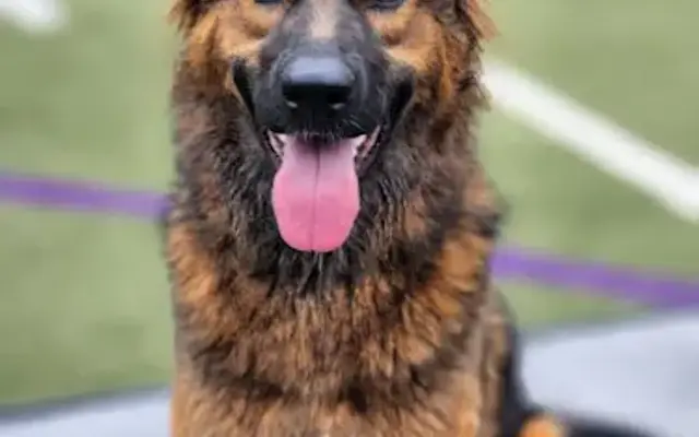 Four Paws Academy for Dogs in Spencer, MA