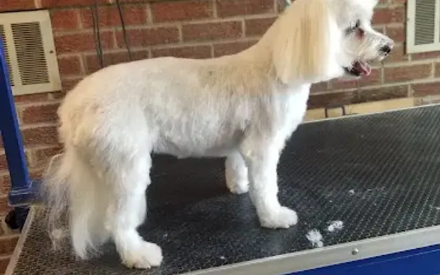 Rosedale Pet Spa in Rustburg, VA