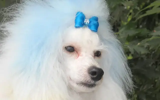 Poochini's Mobile Pet Salon in Belleview, FL