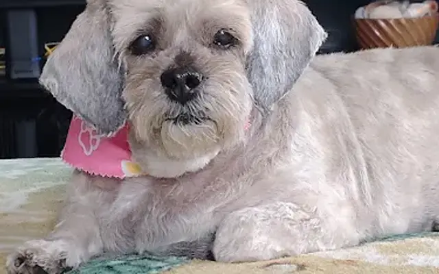 Ultimate Pet Care Salon in Seminole, FL