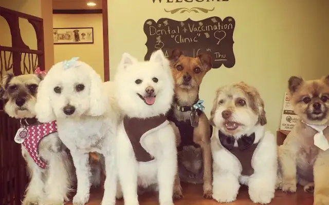 Laguna Pet Spa in Laguna Hills, CA