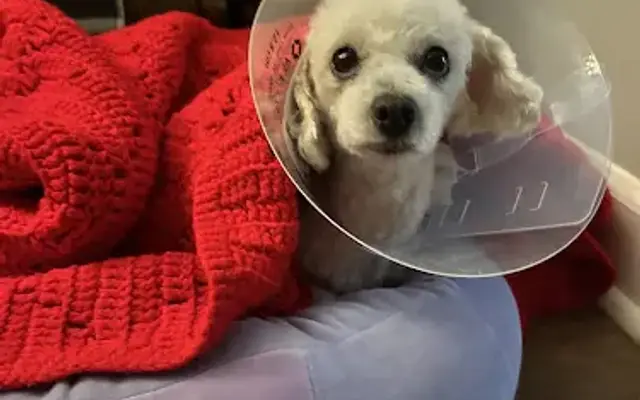 Patrick’s Pet Salon in Highland Park, IL