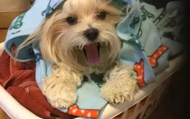 Grooming At Tiffany's in Wappingers Falls, NY