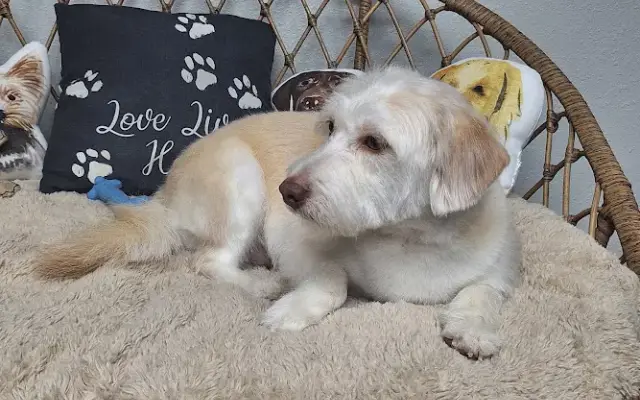 Simply Furtastic Pet Grooming in Bellville, TX