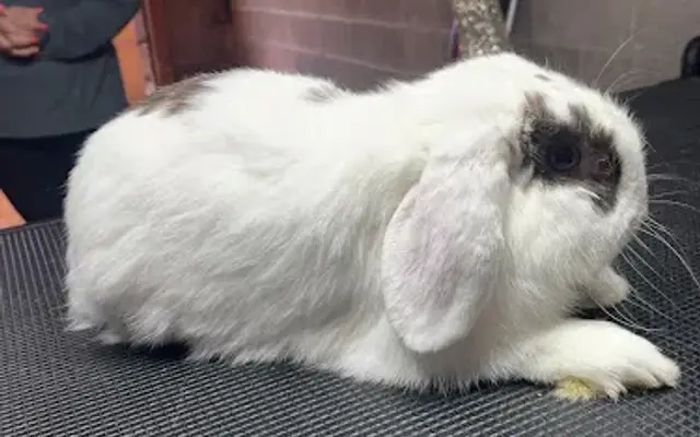 Bunny Lovers Grooming & Petsitting Services in Fairlawn, OH