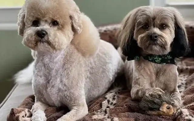 The Dog House All Breed Grooming in Grove, OK