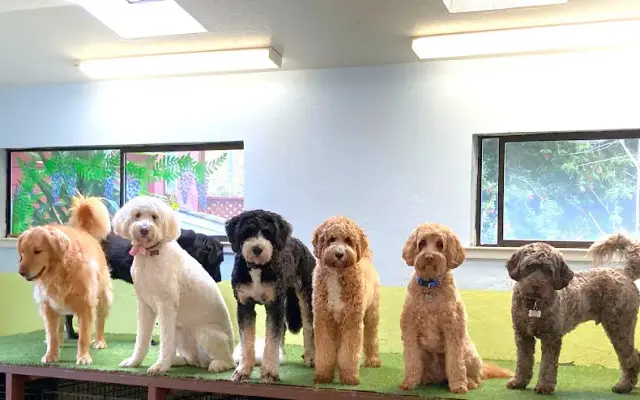 Paws To Play - Daycare & Grooming in Scotts Valley, CA