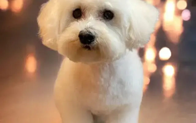 Paradise Pet Spa in Vero Beach, FL