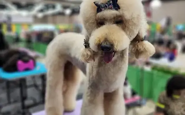 Pop Up Paws in Marengo, OH