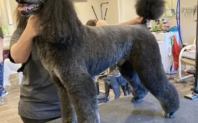 The Pawfect Touch Grooming Salon LLC in Concord, NC