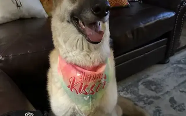 Pawsative Care Co. in Casa Grande, AZ
