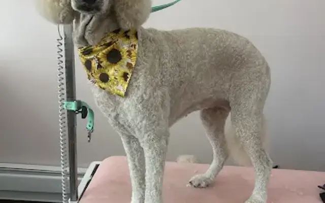 The Pampered Paw of Northfield LLC in Northfield, OH