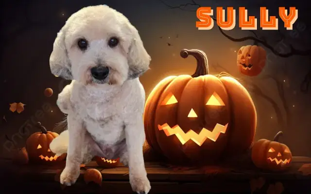 Idjit's Dog Grooming in Ripon, WI