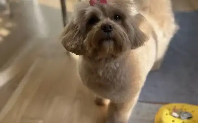 Royalty Pet Grooming in Port Washington, NY