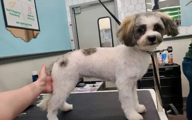 Pet Supplies Plus Las Vegas - Mountains Edge Grooming in Las Vegas, NV