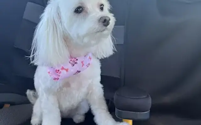 That Pet Spot in Colonial Heights, VA