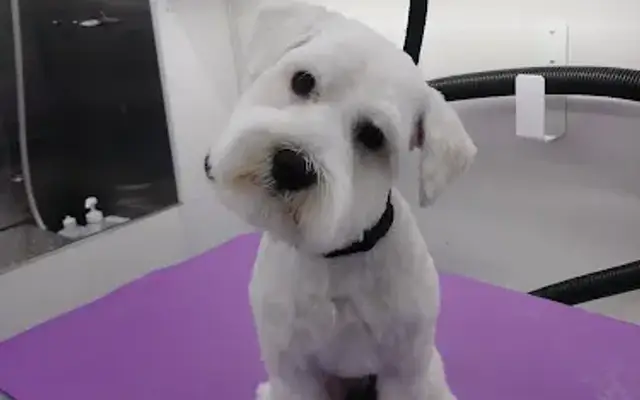 Work of Arf Dog Grooming in Houston, TX