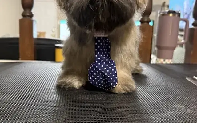 Bark Avenue & Co. in Greenville, MS