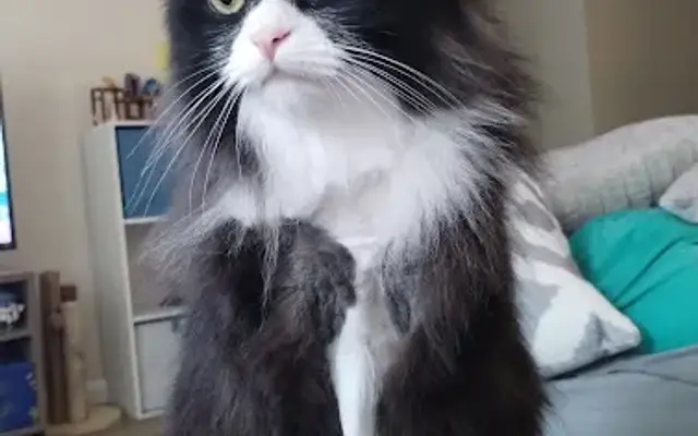 PetSmart Grooming in Buffalo, NY