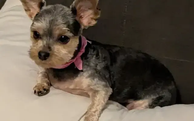 Sarah's Bark N Bubbles Pet Grooming in Taylorsville, NC