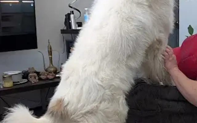 Tufts Of Fluff Pet Salon in Eaton, OH