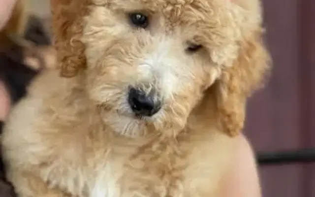 Molly's Place & Shoreline Kennels in Bay Port, MI
