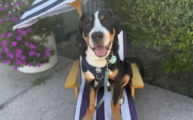 Southampton Dog in Southampton, NY