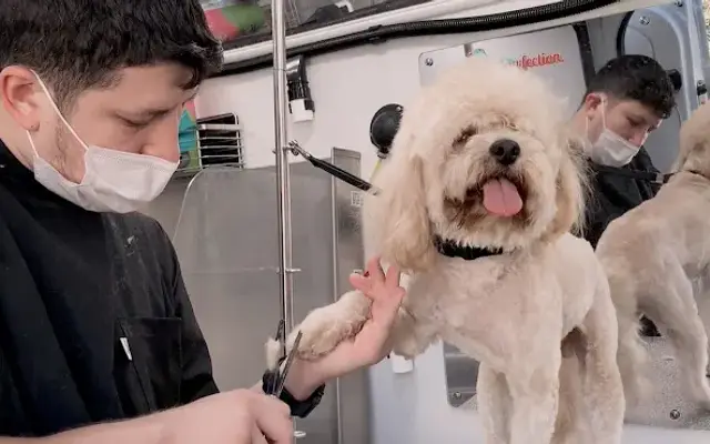 Supreme Pawfection Mobile Dog Grooming Los Angeles, CA in Pacific Palisades, CA