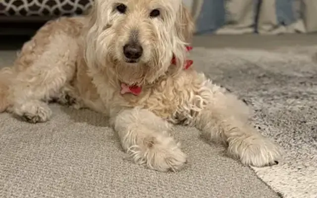 PetSmart Grooming in Richmond, TX