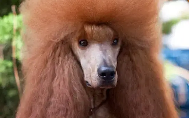 J'adore Pet Grooming in Mira Loma, CA