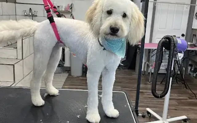 Suds 'n Scissors Pet Grooming and Board in Cullman, AL