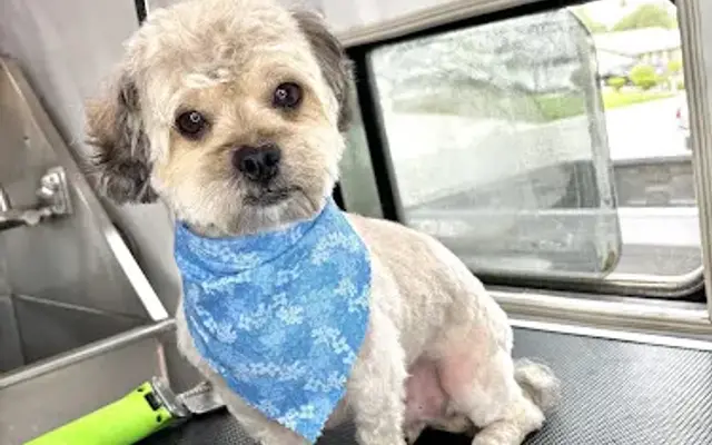 Rosie’s mobile pet grooming in Riverside, CA