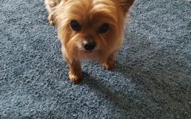Perdy Pooches Pet Parlor in Chicora, PA