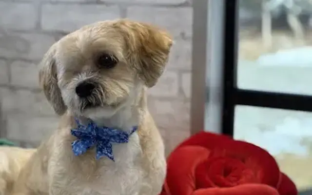 Green Valley Grooming in Plainfield, CT