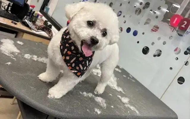 Cozy Canine Spaw in Southgate, MI