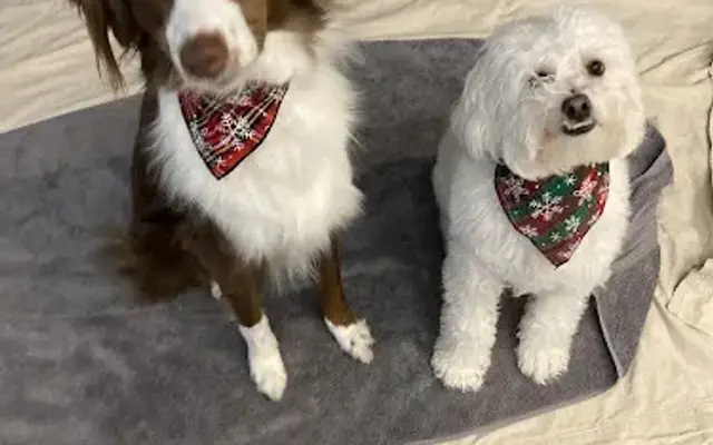 Best In Show Grooming in Redding, CA