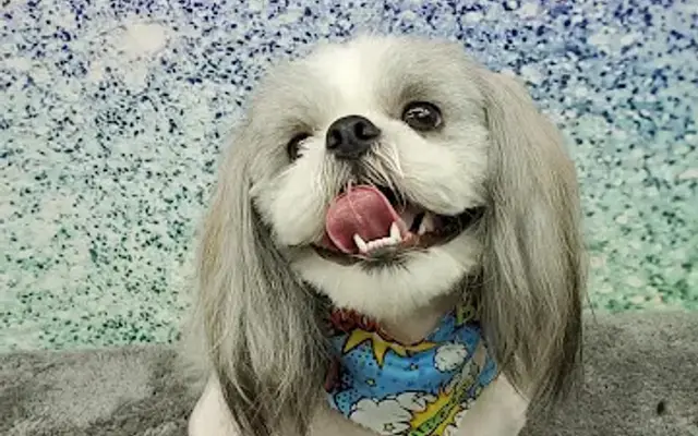 Bayou Beauties Grooming LLC in Rayne, LA