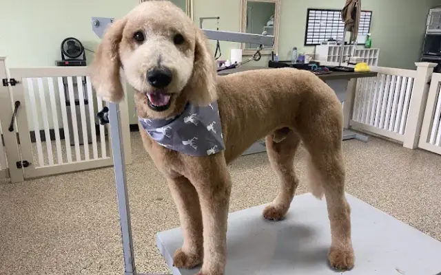 Vanity Dog grooming in Hesperia, CA