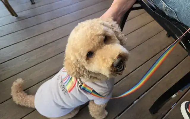 Alta Vista Pet Salon in Monterey, CA