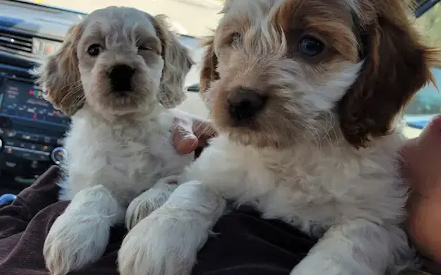 Wigglebutts Spa - Kodak in Kodak, TN