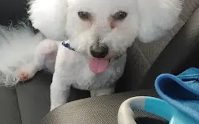Pampered Pooches Grooming in Orange Park, FL