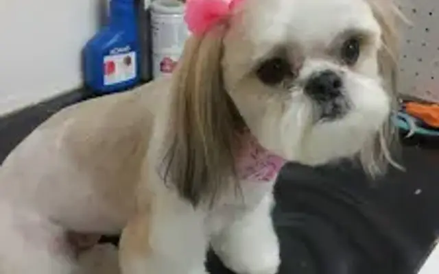 Hobby Dog Grooming in Greenville, TX