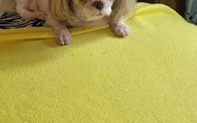 Sally's Grooming Salon in Tazewell, VA